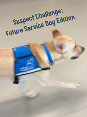 Suspects are #futureservicedogs! 🔎🐾  . . . #servicedogs #servicedog #suspect #suspectchallenge #sus #futureservicedog #DogTraining #silly #bts #caninecompanions #canineorg #dog #dogs #dogsoftiktok #labrador #fyp #foryou #servicedogintraining #goldenretriever #dogvideos 