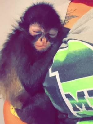 This little boy makes me so happy. I love you Liam Hudson so much!!!! #fyppppppppppppppppppppppp #fypシ #foryou #fypシ゚viral #foryoupage #foryoupageofficiall #fyp #monkey #monkeys #foryoupage❤️❤️ #monkeysoftiktok #spidermonkey #spidermonkeys #spidermonkeysoftiktok #spidermonkey🐒❤️ #cute #ourlife #monkeylover #monkeyface #babymonkey #mybestie #BestFriends 