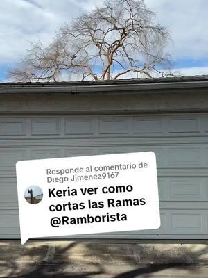 Respuesta a @Diego Jimenez9167 así quedó este #chineseelm #Ulmusparvifolia #ramborista #miniramborista #ramboristasplice #ramboristastyle #stihlprofetional #soloelusodeexpertos #climbsafe #soloelusodeexpertos #ramboristahats #teamwork #trepaseguro 