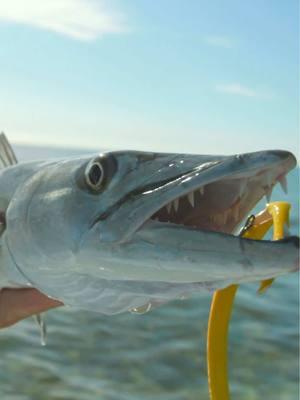 One Cast = One Barracuda! 🎥: Local Knowledge S9:E7 “Sight Fishing Barracudas & Bonefish” is Available on YouTube, Waypoint TV & Streaming apps #barracudas #flatsfishing  