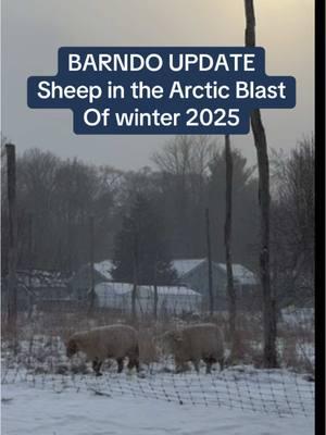 BARNDO UPDATE - The arctic blast isn’t bothering the sheep any! 🐑 ❄️  .  #wildrootsmagick   #farmlifeisthebestlife   #babybarndo   #barndominiumliving   #homesteadinglife   #homesteadingtiktok   #simpleluxury   #livingauthentically   #sustainableliving   #seasonalliving   #permaculturelife   #wheeloftheyear   #cosmicsociology      #heirloom     #arcticblast2025  #winterweather  #winter2025 