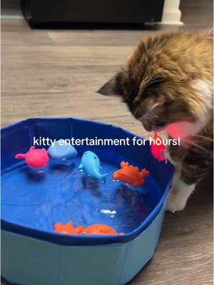 safe to say we are both obsessed #cattoys #catsoftiktok #kittytoys #toysforcats 