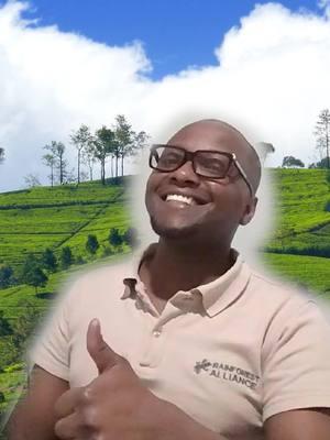 📢 PSA from Muiruri, our colleague in Kenya: Nothing tastes better than tea thats good for the environment AND for you! 🍵 #RainforestAlliance #Rainforests #Tea #Certification #RegenerativeAgriculture