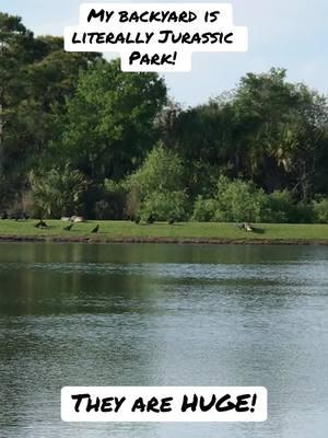 #venicefl #veniceflorida #floridacheck #floridalife #floridaliving #florida #floridavibes #wildlife #respectwildlife #wildlifelover #wildlifelovers #alligator #alligators #alligatorsoftiktok #gators #gators? #gatorsdaily #floridaalligator #neighborhood #myneighborhood #backyard #backyardvibes #backyards #mybackyard #dinosaur #dinosaurs #theywereherefirst #respectwildlite #majestic #nature #naturelover #floridaalligator #nature #naturevibes #natureathome #natureloversoftiktok #ilovealligators 