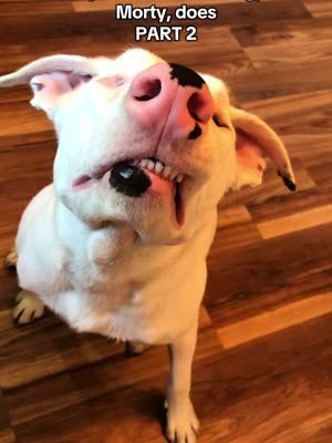 What’s he gonna fight next? #fyp #deafdogsoftiktok #blinddogsoftiktok #chaos #threedeafdogs #ihavefivedogs #unhinged 