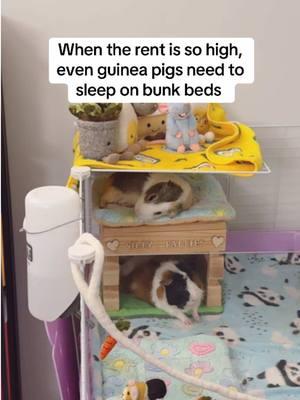 I love how they sleep in different positions everytime 🥰 #guineapig #funnyguineapig #cuteguineapig #guineapigcage #kaveekommunity #kaveecage #cavylove #guineapiglove #guineapigsoftiktok #smallpets #guineapigyawning #guineapigsleeping #abyssinianguineapig 