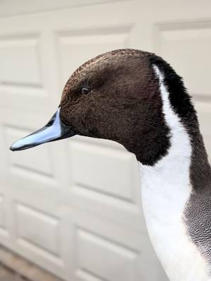 Stud Pintail added to complete this pair.  🦆 #taxidermy #artist #fypシ゚viral #waterfowl #taxidermist #foryoupage #foryou #redhead #pintail #drake 