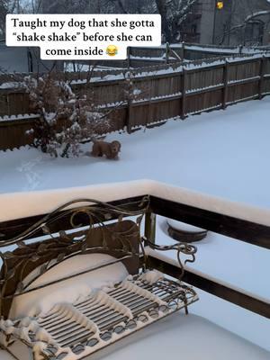 Taught my doodle baby to “shake shake” before she comes in the house after shes been in the snow or else she will drag clumps of snow inside thats stuck to her hair and get my floors all wet lol no ma’am! #goldendoodlelife #doodlelife #snowstorm #kansas #kansascity #winterstormblair #icestorm #missrealitybaby #adogslife #dogtricks #DogTraining #snowday #homeowner #cleanhome 