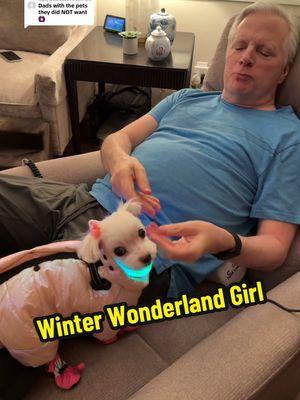 Replying to @00182004 Little Winter wonderland girl! #grandpaw #maltese #maltesepuppy #dogmom #dogdad #