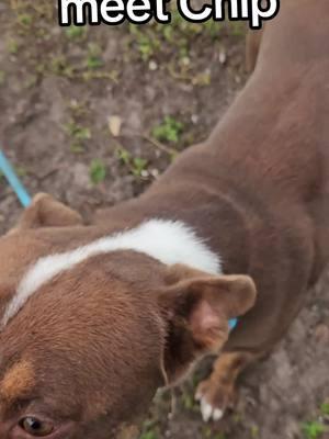 Chip and his friends are at #fortpierceanimaladoptioncenter  in #fortpierce Florida  #adoptdontshop #shelterdogs #fyp #foryoupage #dogsoftiktok #adoptable 