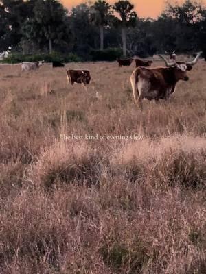 😍😍 #ranchwife #westernlifestyle #ranchlife #eveningview #views #cows #Lifestyle 