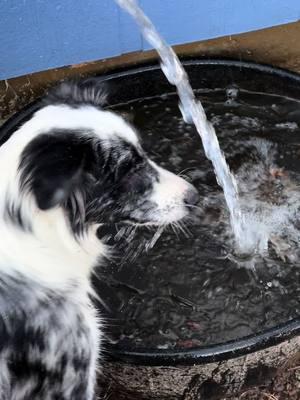 #australianshepherd #crazycowlove #zionoaksranch 