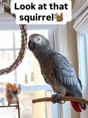 Look at that Squirrel👀🐿️ Feel my love everyday - get my Symagirl merch today! I have adult and kids Ts, hoodies and mugs! LINK IN BIO! Scroll when you're there to find more of your favorite Symagear!   🦜Symon is a 3 year old female Congo African Grey Parrot, hatched on June 15th 2021 who lives in a cozy country home with her parents, Chris and Sheila, and her two parrot siblings, Mickey and Sunny. Symon is an outgoing and talkative bird who loves to chat with anyone who will listen. Her favorite phrases are "Give me a kiss" and "I love you," which she repeats frequently throughout the day. Symon's family is not just limited to birds, however. They share their home with five rescued cats, including William, Meg, Harry, Gigi, and Garfield. Despite being different species, all of the animals get along famously, and they often play chase around the house. Symon enjoys chatting away to them, asking for kisses and declaring her love. Symon's love for talking is impressive, and she has a vast vocabulary that includes everyday sounds such as phones ringing and doorbells chiming. Her ability to mimic human speech is uncanny, and she often surprises her family with new phrases or sounds. Her favorite, however, remains "Give me a kiss" and "I love you," which she repeats whenever anyone approaches her cage. Symon's playful personality and impressive vocabulary bring joy and laughter to her family's daily routine. They often spend hours chatting with her, listening to her mimic their laughter or repeat phrases they have taught her. Her affectionate nature also endears her to her animal siblings, and they often cuddle up against her cage, enjoying the attention from their feathered friend. Despite her small size, Symon has a big presence in the household, and her family cherishes each and every moment spent with her. She is a beloved member of the family, and her favorite phrases "Give me a kiss" and "I love you" have become a cherished part of their daily routine. Symon's love for talking and her affectionate nature make her a unique and special member of the family, bringing laughter and joy to everyone around her. Funny African Grey Parrot video Types of African Grey Parrots Teaching a parrot to talk African grey bird Parrot Learning to talk Best African Grey Talking Parrot African Grey Parrot Sounds Funny Talking Birds African Grey Playing Alex the talking Parrot Irene Pepperberg Parrot Education African Parrot Videos African Grey Parrot sounds talking Birds having fun Birds of TikTok How do parrots talk Birds videos why do parrots dance #babyparrot #congoafricangrey #africangrey #africangreyparrot #parrot #parrotsoftiktok #africanparrot #africanparrots #parrotsoftiktok #greyparrots #africangreysoftiktok #symonpapps #congoafricangreysoftiktok #cag #talkingparrots #talkingparrot #parrotlovers #parrotlife #funnyparrot #talkingbird #africangreylover #bird #funnyparrot #crazyparrot #Africangreyparrotsoftiktok #girlpower #sillyparrot #babyparrot #talkingparrot #congoafricangrey #africangrey #africangreyparrot #parrot #parrotsofinstagram #africanparrot #africanparrots #parrotsofinstagram #greyparrots #africanparrotsofinstagram #symontheafricangreyparrot #Love#africangreyparrotsofinstagram #petsofinstagram #birds #cag #talkingbird #crazybird #playbird #crazybird #birdsofinstagram #sillybird #parrots #happybird #talkingparrot #cag #birdlover #crazy #parrot #africangreyparrot #babyparrot #bird #parrotlife #africangrey #crazyparrot #funnyparrot #parrot #birds #parrots #africangreyparrots #parrotsong #parrottalking #parrotlover #parrotvideo #parrotvideos #starwars #starwarstheme #letsgo #iloveyou #givemeakiss #Love #apples #grapes #kiss #bigkiss #backtowork #amazonparrot #yellownapedamazon #dirtybird #bananas #fyp