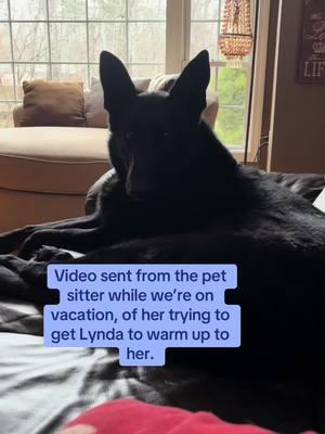 #black #germanshepherd #dogmom #petsitter #foryoupageofficial #fyp #bitch #gsd #dog #pet #PetsOfTikTok #dogsoftiktok #gsdoftiktok #vacation 