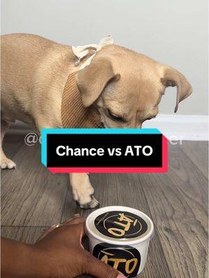 Chance vs ATO 📍 @KRɅTE at the Grove   #FoodiePup #RestaurantTakeout #dogsofinsta #dogsoftiktok #TooCuteToHandle #watertok #ato  