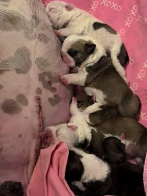 #fyp #bulldogs #sourmugbulldogs #preservationbreeder #puppies 