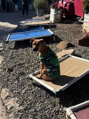 Sitting in the sun, listening to tropical music wearing an off the shoulder sweater…..manifesting some warmer weather! #savinggracenc #cutepuppy #puppy #sweaterweather #cold #foryoupage #adoptme #dogs #coldweather #manifest #northcarolina #raleighnc #raleigh #shelterdog #mixbreed #puppiesoftiktok 