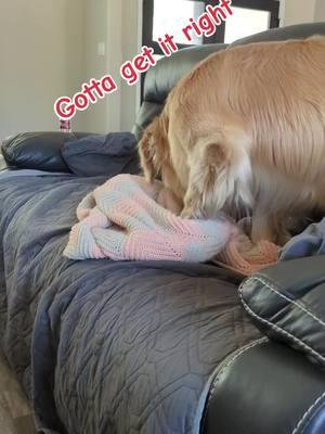 has to be just right when you lay on moms blanket. #justright #blanket #nap #dogs #fypシ #dogsoftiktok #smile #happydog #goldenretriever #goldenretrieverlife #texandranger #cutepups 