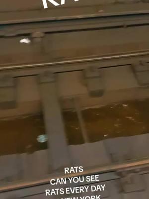 NEW YORK SUBWAY IS OVER RUNED WITH RATS MTA GOING YOUR WAY. FILMED BY #MIKEMERONE#RATS#TRAINS#FTRAIN#R#BROOKLYN