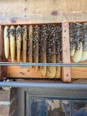 Hey Bees Take Five, these bees were removed in October. We put together several brood frames and a lot of honey stores. #beeholding #honeybeeremoval #beequeen