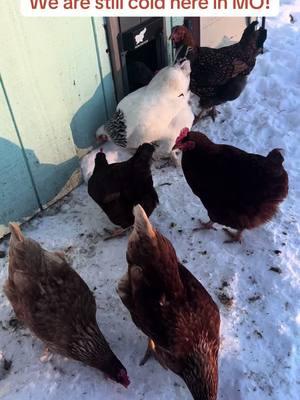 The chickens finally came out, but they definitely don’t go to far with all the snow and cold temperatures. When it comes to chickens in the winter, the key is to ensure they have adequate shelter from the cold by providing a well-insulated coop, access to fresh, unfrozen water, and choosing cold-hardy chicken breeds; most chickens can tolerate cold temperatures without supplemental heat if their coop is properly prepared. Our coop is fully prepared and they know it’s there warm safe place. We are counting down days till Spring around here. #missourisnowstorm2025 #chickens #winterchickens 