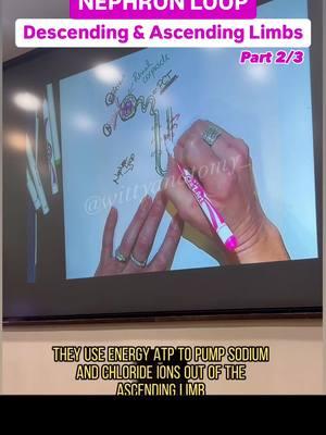 💡Part2/3 What happens in the Descending & Ascending Limbs of the Nephron?!👇In this series of 3 videos I will go over how the nephron loop concentrates the filtrate and you will see, once again, that It Makes Sense!!! *Filtrate = Tubular fluid ➡️ the content that was filtered out of the blood and now is flowing through the nephron and will be modified until it becomes urine. Video edited by @maria.lynnette  #drbenaduce #wittyanatomy #humananatomy #anatomy #humanbody #iloveanatomy #premed #nursing #prepa #doctor #prept #viva #prenursing #mmbs #collegestudents #ptstudent #medicalstudent #anatomy101 #learningontiktok #urinary #nephron