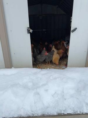 We are just over here hanging out until we get power back. Power has been out since Sunday night. #chickensoftiktok #boymom #kentuckymom #chickens 