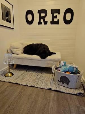 cuando tu perrijo ya es dueño de su primer casa y tú no🥲 Oreo❤️ #cockapoos#doghouse#doghousetour #oreoykevin#dogvlog  #perrijos#canhijos#mamaperruna#amoperruno#amoamiperro#perroconsentido🤗❤️😍🐕#ilovedogs 