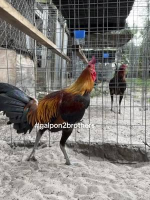 Pollo Peruano / kelso #galpon2brothers #galloperuanonavajero #gallosfinos #galloperuano #gamefowl #gamefowllife #gamefowllife #gamefowlbreeder #gallos #kelsogamefowl #kelso #americangamefowl 