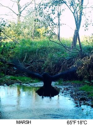 Wildlife getting wet #whitetaileddeer #buck #redfox #turkeys #trailcamvideo #wildlife #redtailedhawk #crow