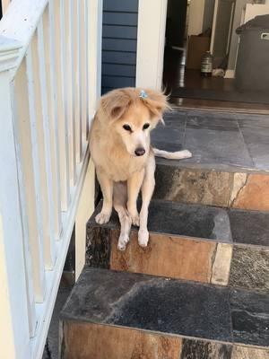 Good sit #weirdsit #dog #handicappedpets #handicappeddog #spinalcordinjury #sit #seniordog