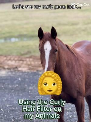 I think the curly hair filter still has some confusion about horses, and it has no idea what to do with chickens. 🤦🏼‍♀️ #horses #curlyhairfilter #horseriding #funnyanimals 