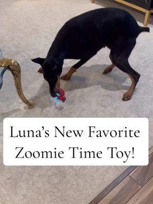 Interactive touch activated, doll toy that is rechargeable Luna’s new favorite zoomie time toy! She’s obsessed! Get your Dog one today it’s linked  #dobermanmom #dobermanpinscher #interactivedogtoy #zoomies #doggyplaytime #dogtoy #dogball 