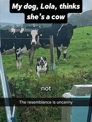 The dog thinks she’s a cow 🤣😂#foryou #funny #foryoupage #fypシ゚viral #pet #funnyanimals #funnyvideo #dog #cow 