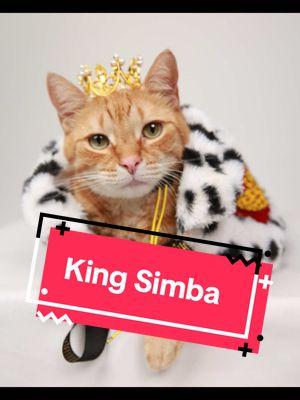 King Simbas photoshoot with Ysera during the 2024 Americas Favorite pet. Been waiting almost a whole year for the photos of simba so this has been premade for almost 8 months #americasfavoritepet #americasfavoritepet2024 #afp #ysera #yseratok #kitten #cute #specialcat #catsoftiktok #kitty #goodmorningysera #catsofinstagram #catsoffacebook #ndd #neurodegenerativedisease #yserasarmy 