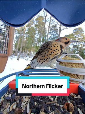 Prepare for too much bird content, my awesome hubby got me a @Bird Buddy for Christmas. The AI is a little iffy on it, but I still love it. #birds #wildbirds #birdwatching #birdbuddy #northernflicker #birdsarentreal #birdnerd #middleage #fyp #maryland #wildlife