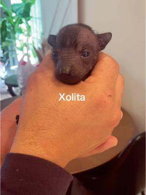 Xolita  Xoloitzcuintle #xoloitzcuintle #xoloitzcuintli #perros #puppies #texas #mypets #california 