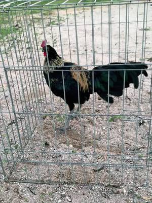 Hennie stag #gallo #ranchero #gamefowl #gallosamericanos🇺🇲🐓🇲🇽 #galleros #gallofino #gallogiro #corridos #henniegamefowl 