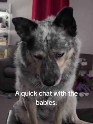 Just a casual chat with The Babies.  #thebabies #almostfamousvalkyrie #mansbestfriend #furbaby #mixedbreed #blueheeler #bordercollie 