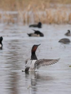 The KING 👑 #fyp #ducks #duckhunting #Outdoors #MSdelta #wildlife #photography #duck #canvasback #diver #duck #wildlifephotography #outdoorphotography #canon #wallmedia 