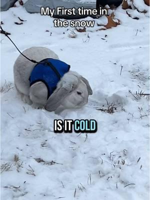 First time in the snow!😁 ❄️❄️❄️❄️❄️❄️❄️❄️ YT-@CokitoTheBunny #hollandlopbunny  #winter2025 #snow #Cutebunny #happybunny #areyoucold #cutepets #fypシ #rabbitsoftiktok 