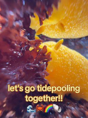 low tides are gonna be so slay this weekend!! check ur local tidecharts!! #california #pacificocean #tidepool #lowtide #centralcalifornia #naturalist #wildlife #montereybay #STEM #conservation 