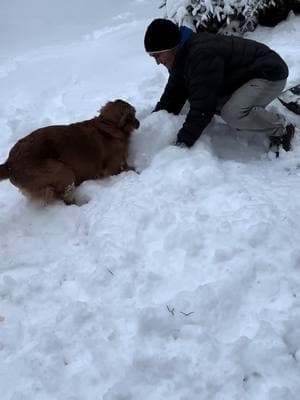 life of a golden on a snow day ❄️🌨️☃️🤍 #goldenretriever #goldenlife #goldenretrieverlife #goldenpuppy #snowday #blizzard #goldendad #goldenretrieverdad #dogsoftiktok #dogdad 