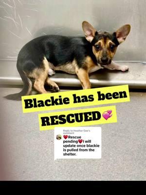 Replying to @Heather Gee #blackie #chihuahua #scareddog #bonded #dog #shelterdog #adopt #adoptme #adoptdontshop #fyp 