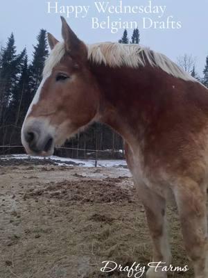 Wednesday - it was so cold and windy - I am starting to dislike winter especially without any snow #staypositive #focusonthegood #mainelife #blessed #barnlife #ourheaven #draftyfarms #BIGs #belgiandrafthorse #207 