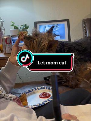 Let mom eat! #dog #dogtok #max #macie #yorkie #yorkiesoftiktok #mood #dogmom #bites #dogsoftiktok @Pam Winbolt 