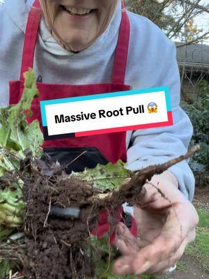 Get the root with Grampa! 🤠 . #Grampasweeder #WeedPuller #Spring 