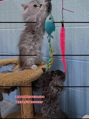 Playful kittens ##windyhillpets.com #kathyskattery #mainecoonkittens #selkirkrex #curlycat #grumpycat @erin finn 