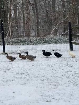 Snow day❄️ #meetrufus #quack #babies #cuteducks #viral #funnyduck #brownduck #pets #rufus #louie #ducks #animalsoftiktok #farmlife #louieandrufus #funnyamimalsontiktok #ducksoftiktok #khakiCampbell #petduck #funny #snowday 