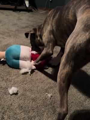 Every. Single. Toy. He makes a hole and takes out everything inside. Anyone want to guess how long this toy lasted?! #dug #dogtok #canecorso #fyp #dogtoys 